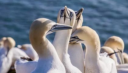 世界杯官方入口-中国队女足亚洲杯开门红