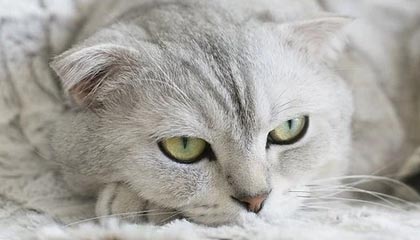 世界杯官方入口-中国队女足亚洲杯开门红